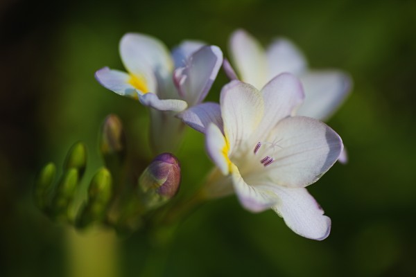 Freesia Flowering Hand by Joy Watson